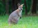 A man out on a walk in a UK suburb was left stunned after seeing what he believed to be a kangaroo. Stock picture of a wallaby