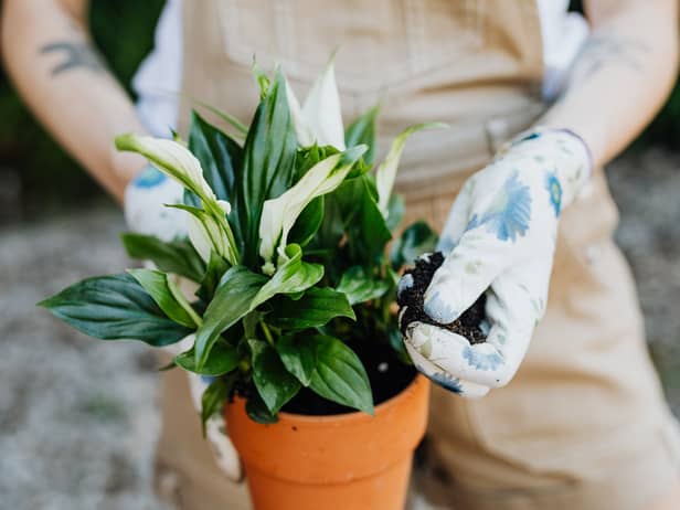 Retailing at around £40, the Peace Lily is a little pricey but may prove a worthy investment for many during the cost of living crisis. 