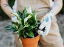 Retailing at around £40, the Peace Lily is a little pricey but may prove a worthy investment for many during the cost of living crisis. 