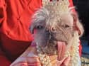Peggy the pug, from East Yorkshire, has been named UK’s ugliest dog.