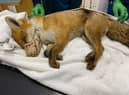 The RSPCA said the snare had caused such severe injuries that the decision was made by the vet to put the fox to sleep to prevent further suffering.