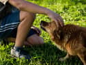 A dog groomer says owners should “set boundaries” with their pets to help keep their children and family safe. Stephanie Zikmann, 31, said that the rise in dog attacks has left her “fearful” and she wants to educate people on how to safely interact with their pets.