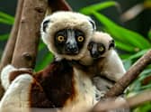 Dancing lemur: Chester Zoo breeds critically endangered Coquerel’s sifaka for the first time in Europe