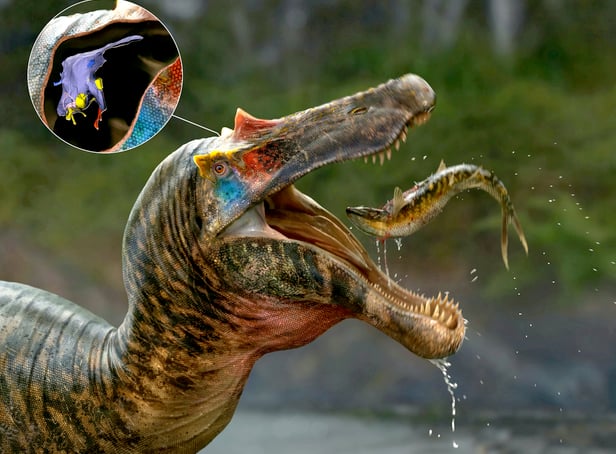 <p>The brains of spinosaurs, the biggest meat-eater to ever exist on our planet, have been unveiled by a group of UK and US scientists.</p>