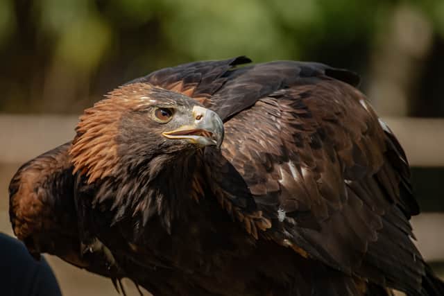 Golden eagle