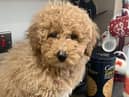 Dog Reckless Ralph jumps in taxi & takes 100-mile ride to Manchester Airport after becoming lost from owner