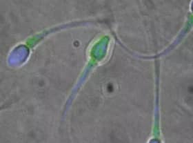The new pill ‘stuns’ sperm, making them unable to swim to an egg.