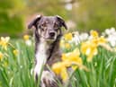 Here’s 10 spring blooms that could be toxic to your pets