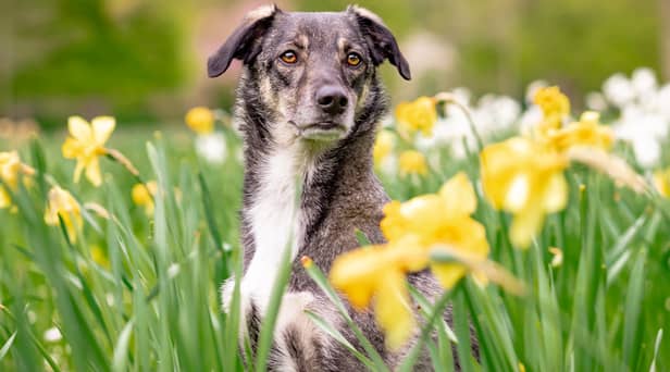 Here’s 10 spring blooms that could be toxic to your pets