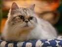 A former minister has revealed the UK government considered culling pet cats in order to slow the spread of Covid-19.