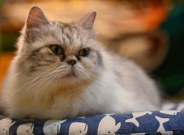 <p>A former minister has revealed the UK government considered culling pet cats in order to slow the spread of Covid-19.</p>