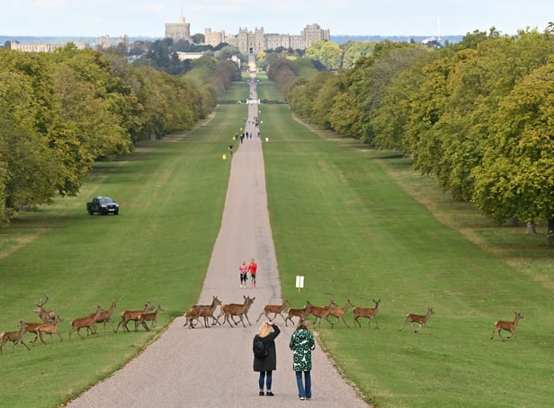 <p>King Charles III is making some major changes to make Windsor Castle more environmentally friendly.</p>