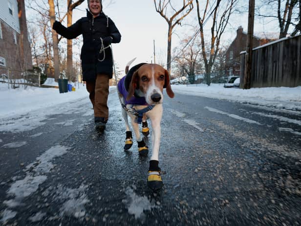 UK weather: Is it too cold to take your dog for a walk - expert advice on when it’s dangerous to exercise dog 