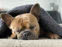 RSPCA issues toxic gift warning ahead of Mother’s Day