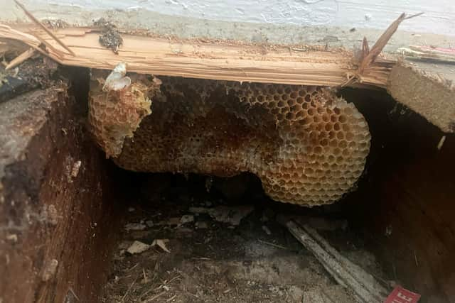 A couple discovered their home had been turned into a giant beehive - after honey started dripping down the walls. 