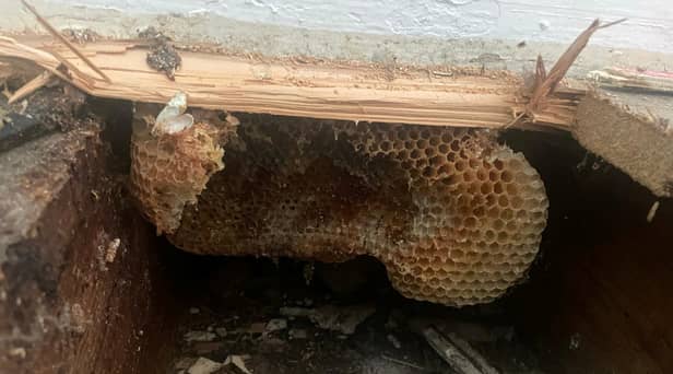 A couple discovered their home had been turned into a giant beehive - after honey started dripping down the walls. 