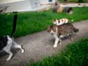 Microchipping your pet cat will become compulsory from next year.
