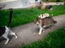 Microchipping your pet cat will become compulsory from next year.