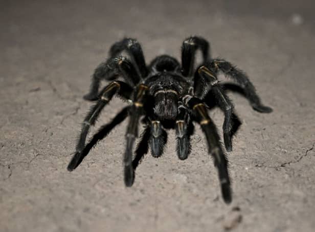 Arachnaphobes can face their fears with London Zoo’s Friendly Spider Programme