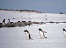 Part of the job is to count the nearby Gentoo penguin colony.