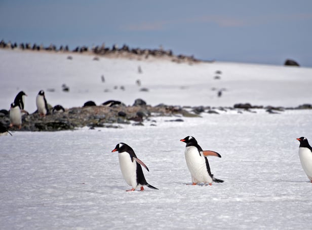 <p>Part of the job is to count the nearby Gentoo penguin colony.</p>