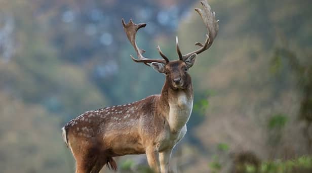 Wild Isles filming locations: BBC confirm wildlife spots seen in David Attenborough’s new series - episode 2