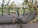 Ollie the emu turned 40 on Monday March 20, making him one of the oldest of his kind.