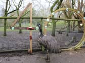 Ollie the emu turned 40 on Monday March 20, making him one of the oldest of his kind.