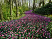 Met Office UK weather forecast confirms Spring will finally arrive this week - when temperatures will rise