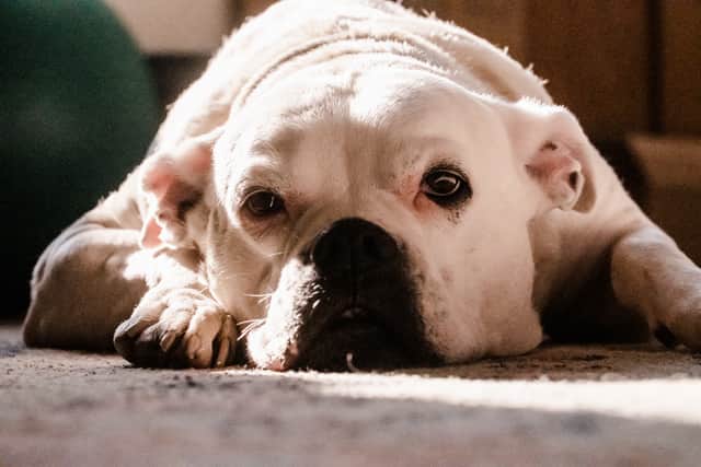 American Bulldogs have been found to be the most stolen breed in the UK in 2022