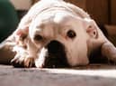  American Bulldogs have been found to be the most stolen breed in the UK in 2022