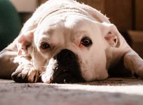  American Bulldogs have been found to be the most stolen breed in the UK in 2022