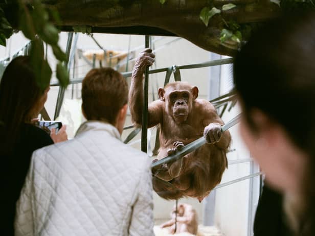 Coco the chimp at Twycross Zoo
