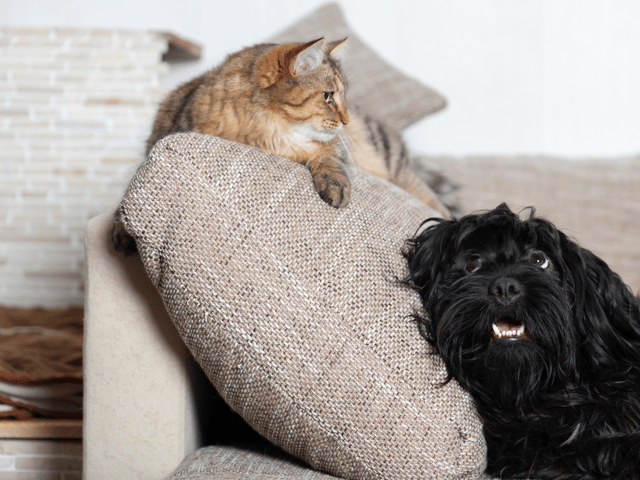 Easter 2023: Why chocolate eggs can be dangerous to cats and dogs