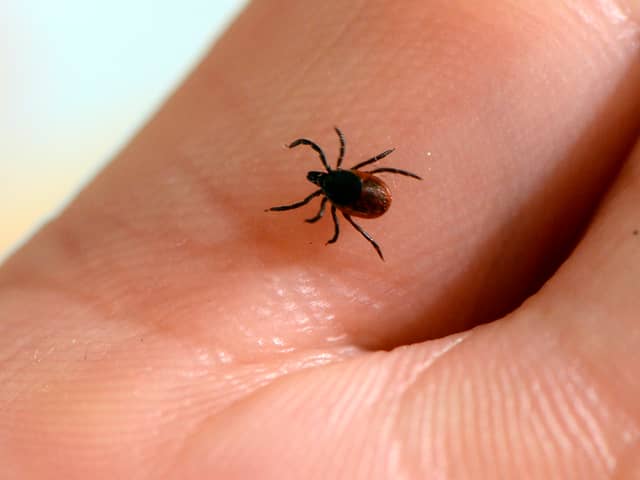 A picture taken at the French National Institute of Agricultural Research shows a tick (Photo by BERTRAND GUAY / AFP) (Photo by BERTRAND GUAY/AFP via Getty Images).
