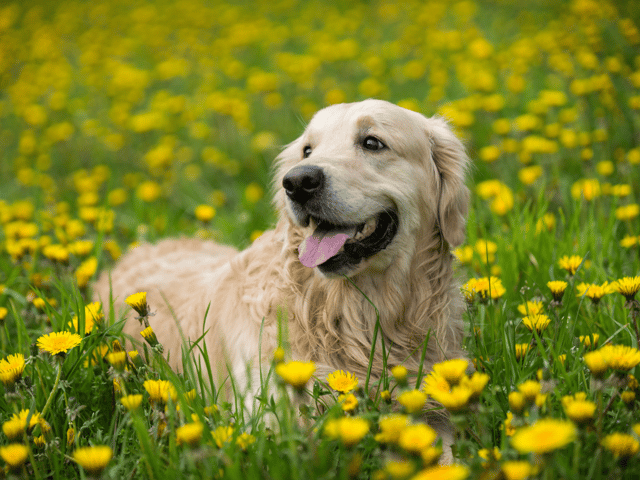 Dog tick season 2023: How to check your dog for ticks, best way to remove them and what kills ticks on dogs