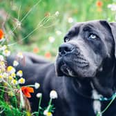 Cane Corso