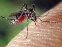 Scientists fear UK outbreak after British woman infected with virus following trip to France