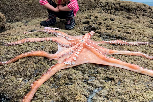 Lauren Austin with the seven foot octopus at Hopes Nose near Torquay, Devon.