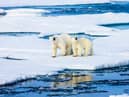 Should polar bears be kept in zoos? (photo: Polar bears in the wild)