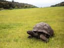 Jonathan, a Seychelles giant tortoise (photo: Getty Images)