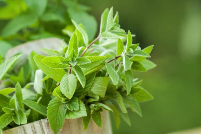 Strong scents such as lemongrass, peppermint, eucalyptus and lavender can help keep flies away (Photo: Adobe)