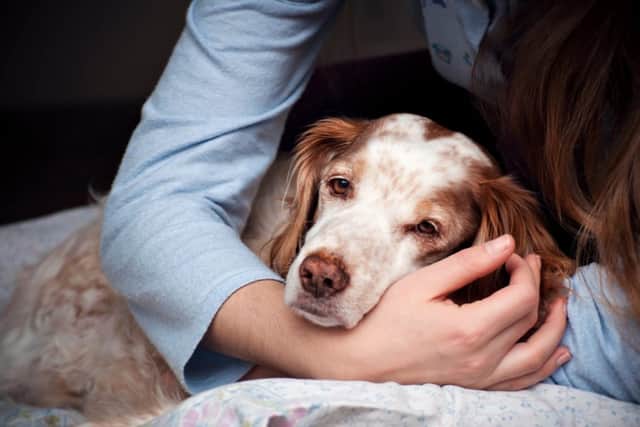 Try to give pets loving care and tenderness for the good of their mental health (photo: Adobe)