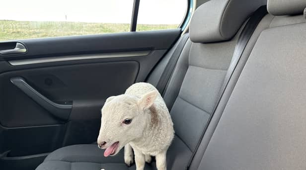Lamb found in car next to £10,000 of heroin & cocaine and a bag of chips 