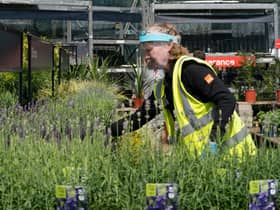 Rare plants worth thousands being sold for £10 in Lidl and B&Q 