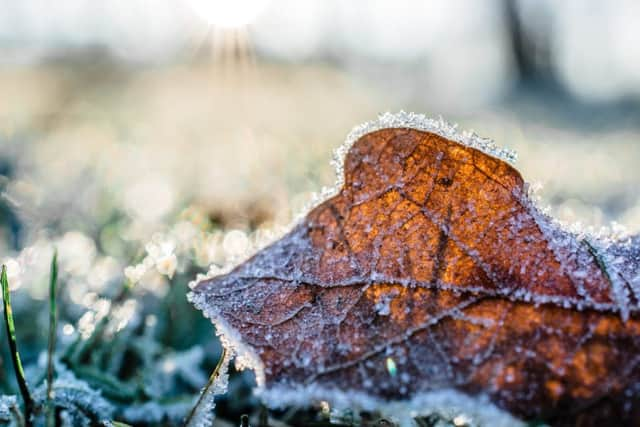 When it's snowing remove damaged growth