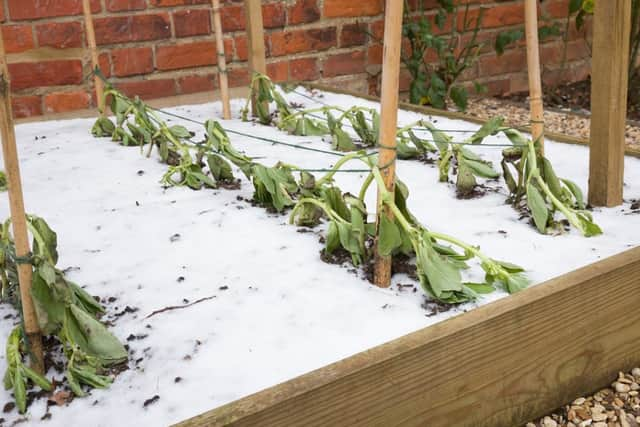 Firm your plants back into the ground (photo: Shutterstock)