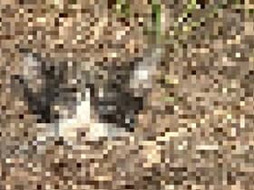 A severed cat's head found in a London children's playground could be the work of the infamous “UK Animal Killer” - five years after the police investigation was closed.