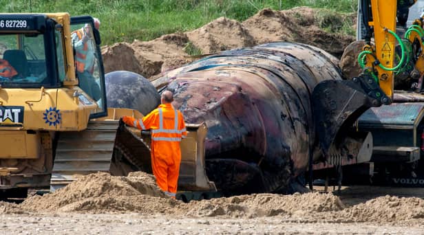 A large whale was found washing up on a British beach this week