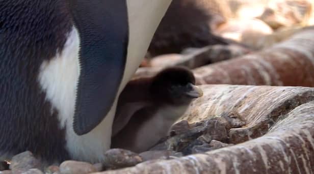 Rare penguin chick hatched at Edinburgh Zoo